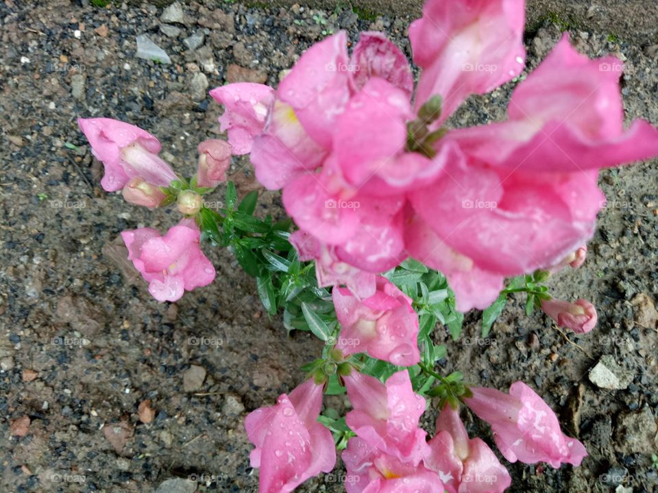 pink color Rose flowers