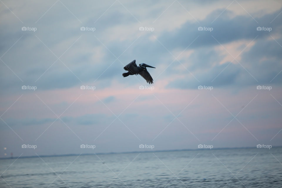 Pelican at sunset 