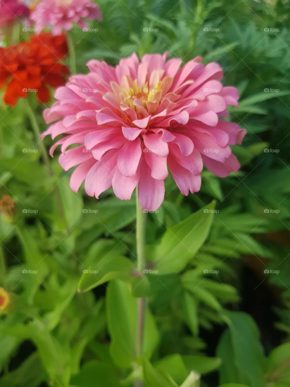 Zinnia in the garden