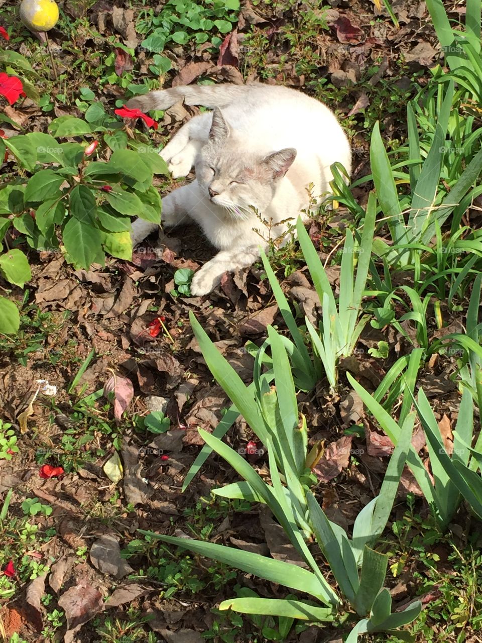 Whitish cream cat taking a nap in the garden.