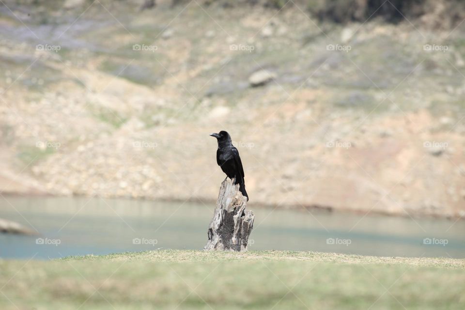 indian Crow (bird)
