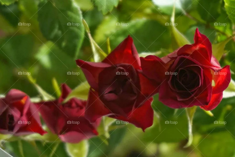 flower