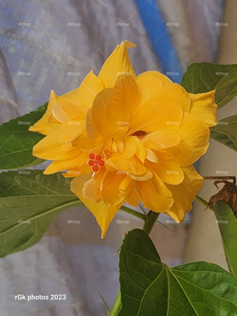 special Jamaican hibiscus