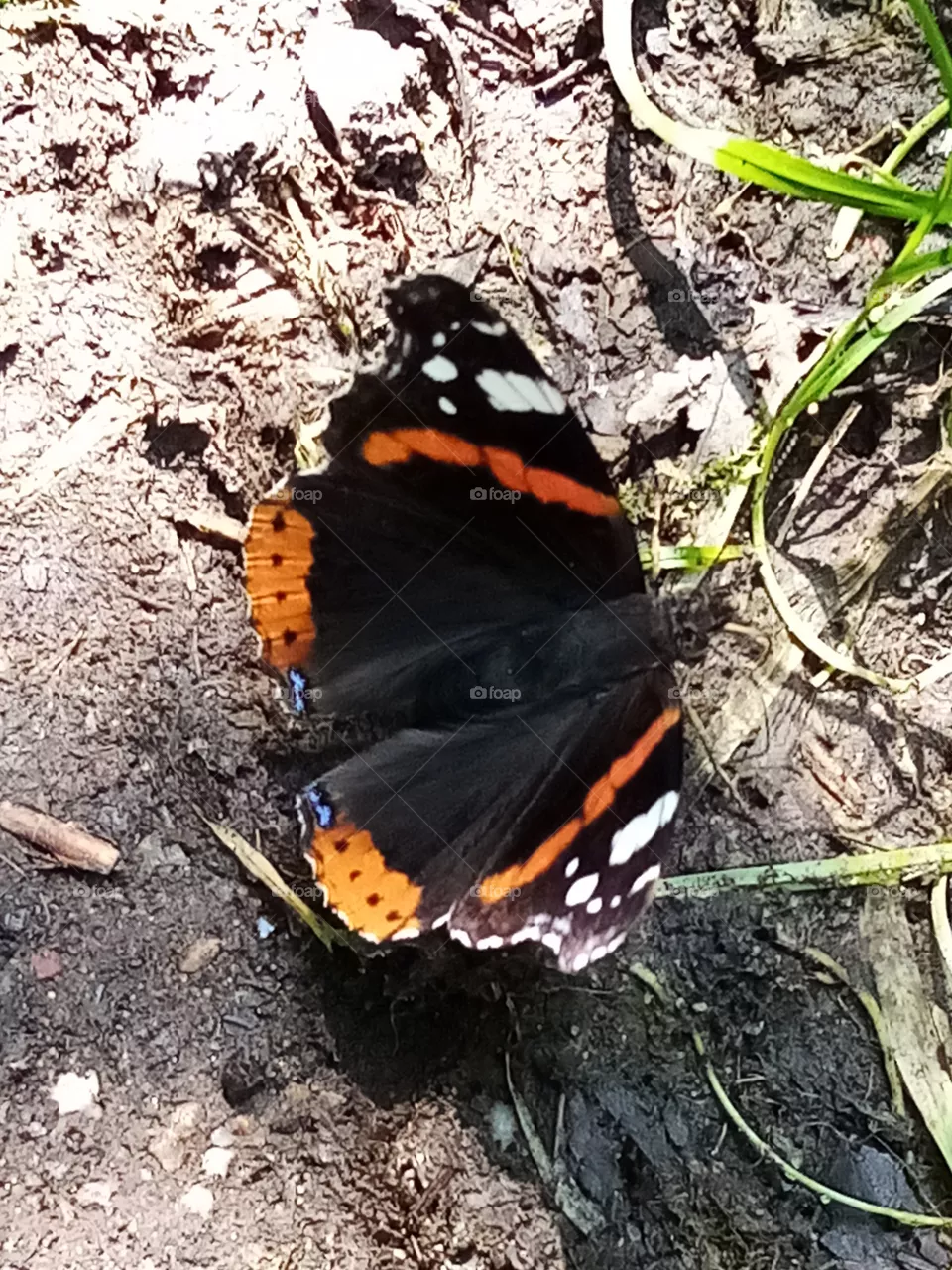 Schmetterling