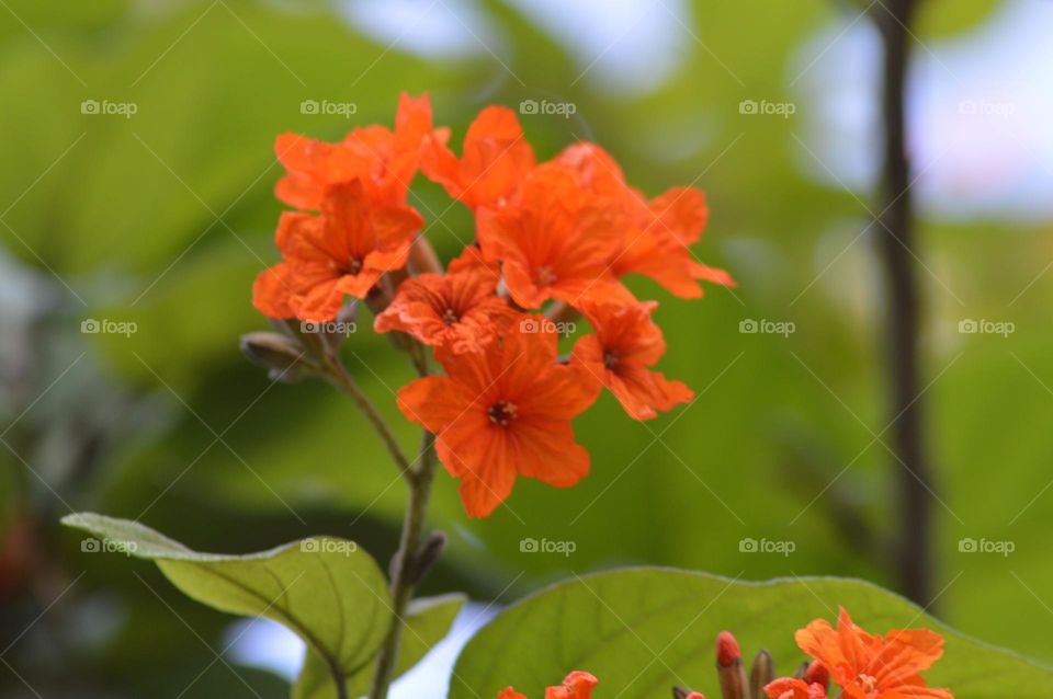 beautiful orange flower photo taken by:DSLR camera nacon 300mm D3200