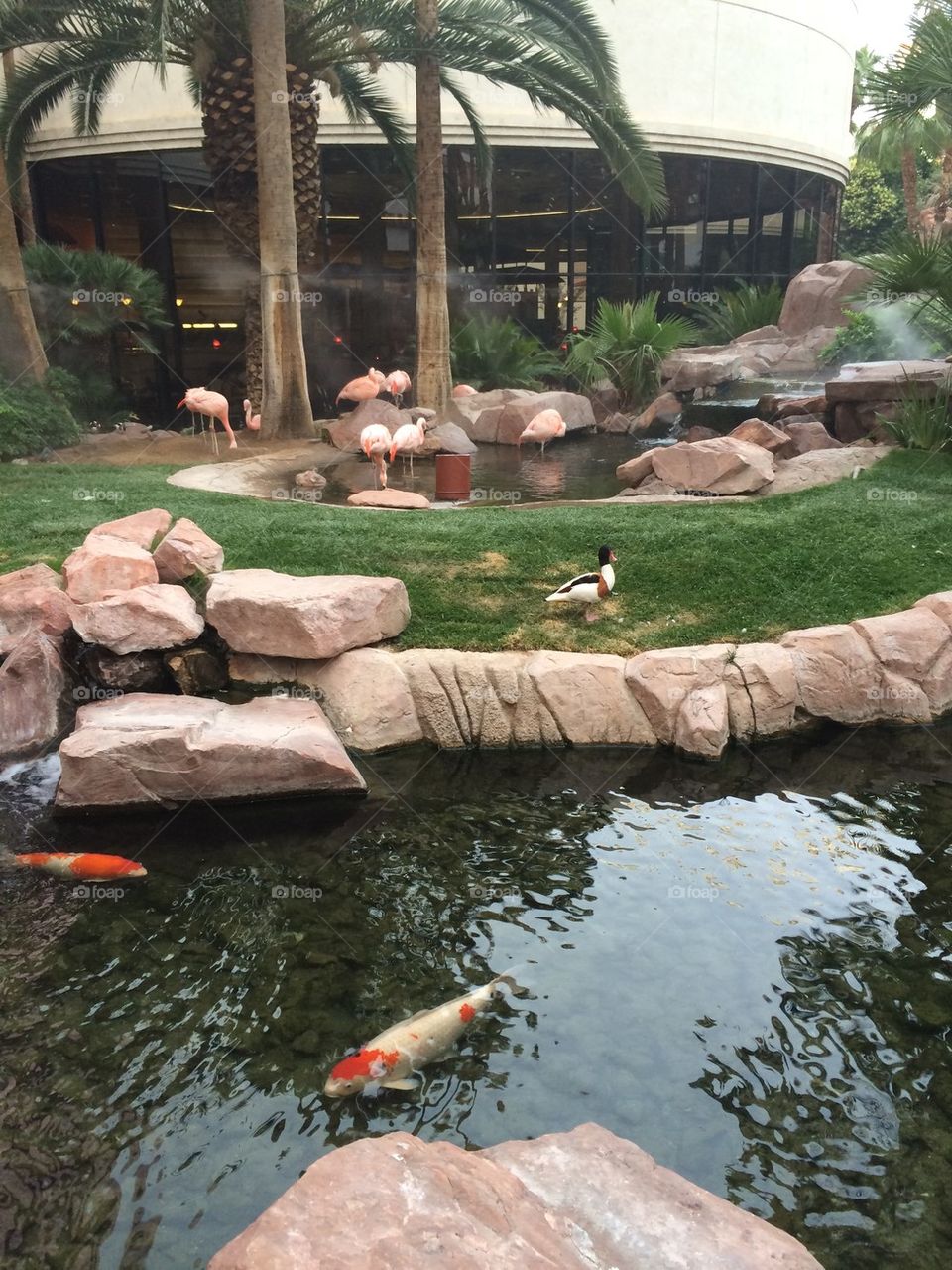 Flamingos, Ducks and Koi