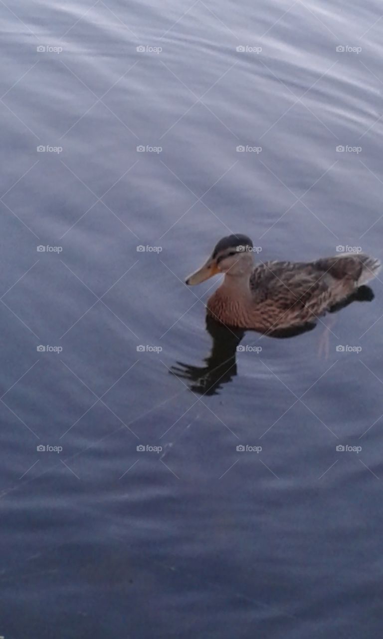 She is just swimming around