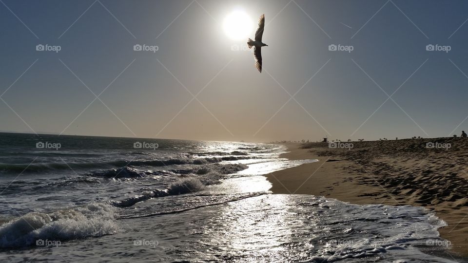 Free Seagull. Took this photo after a long talk about freedom!