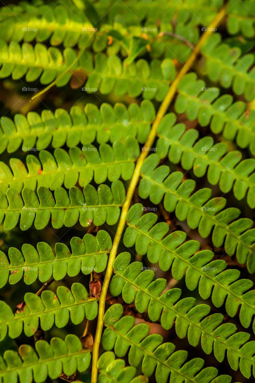 Fern