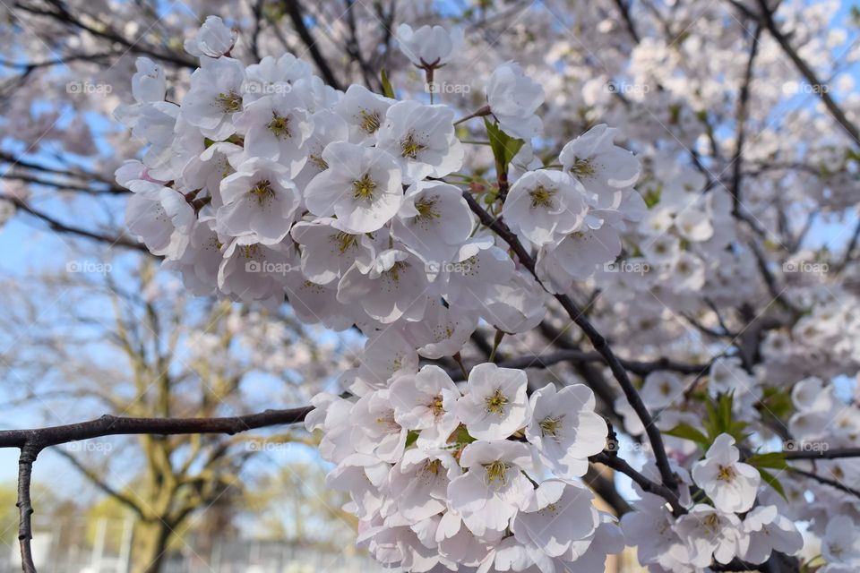 Colour white 