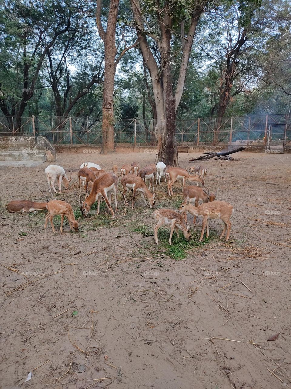 beautiful😍 deers🦌🦌🦌🦌🦌🦌🦌