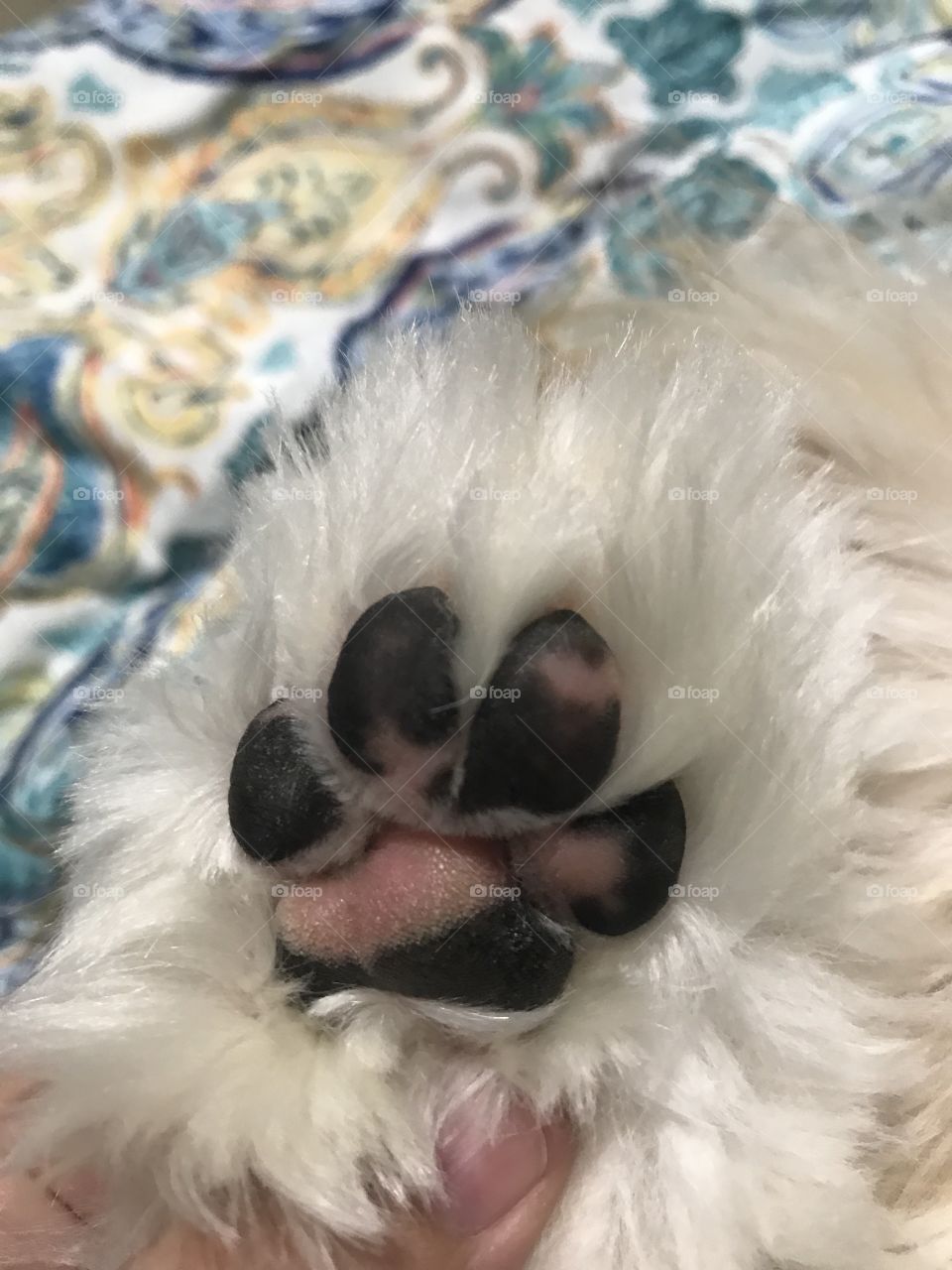 Dog paws
