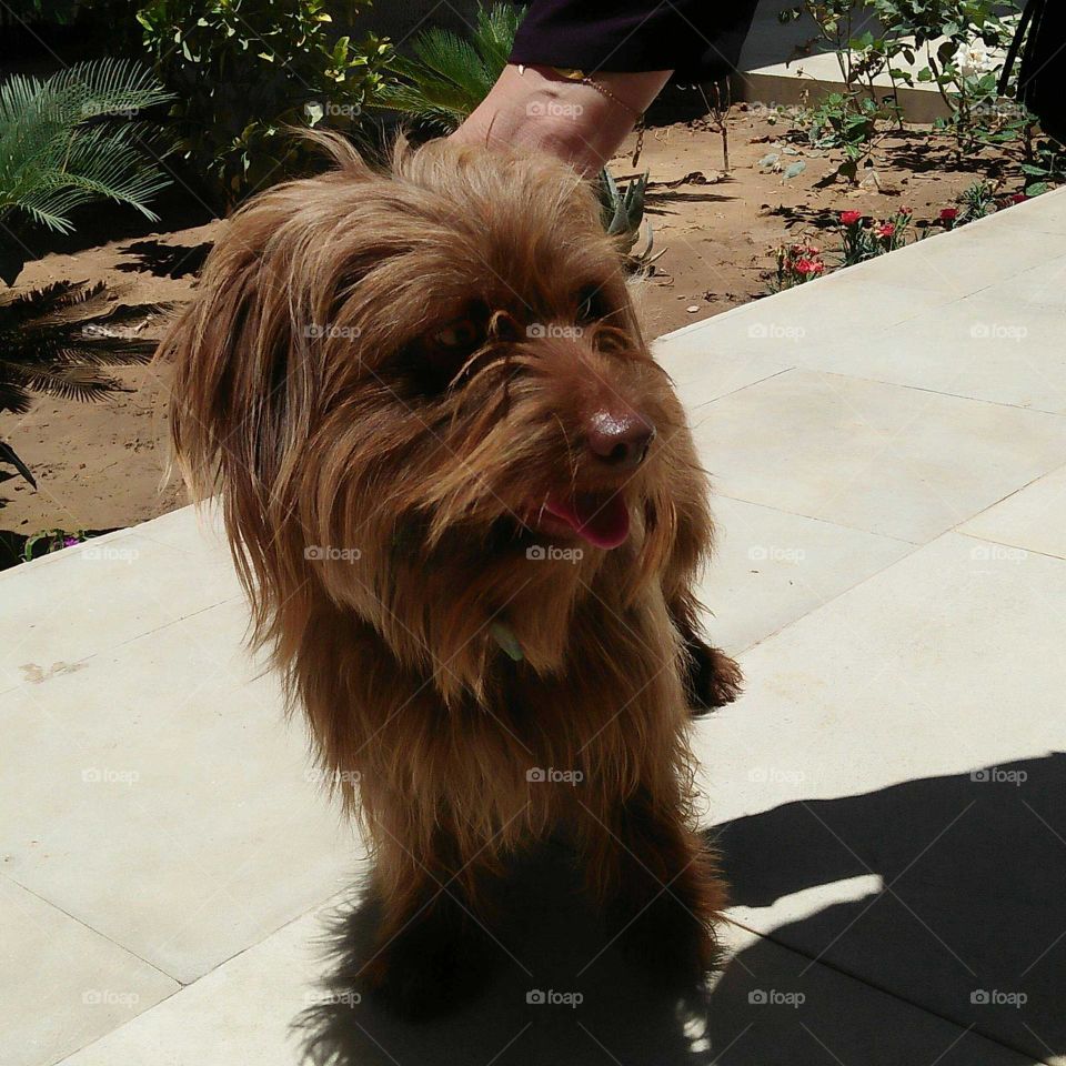 Beautiful brown dog