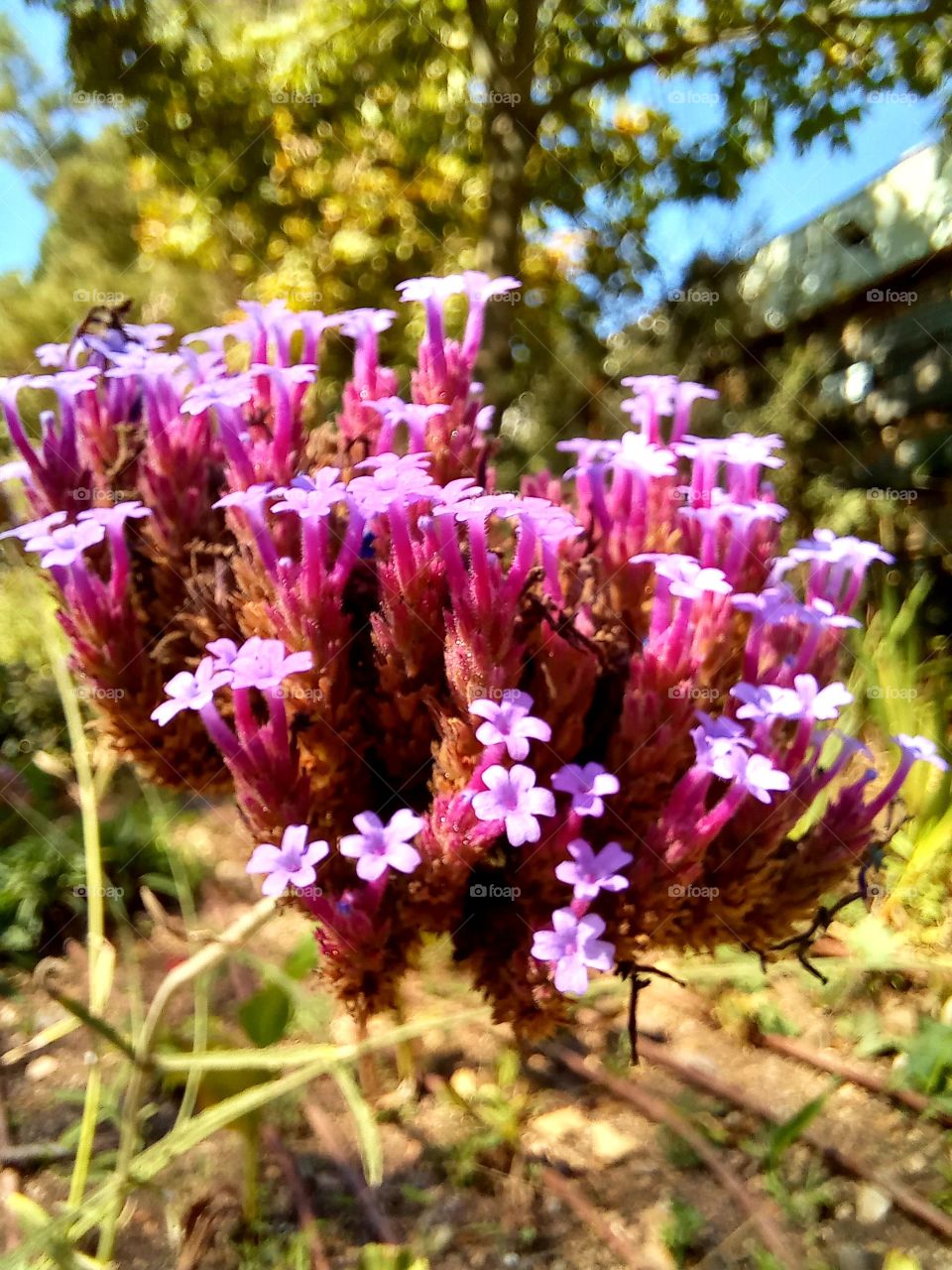 Verbena bonariensis