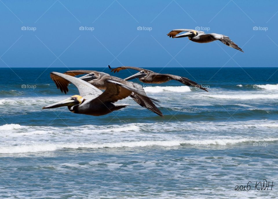 Pelicans, Sea Birds "Come Fly With Me"