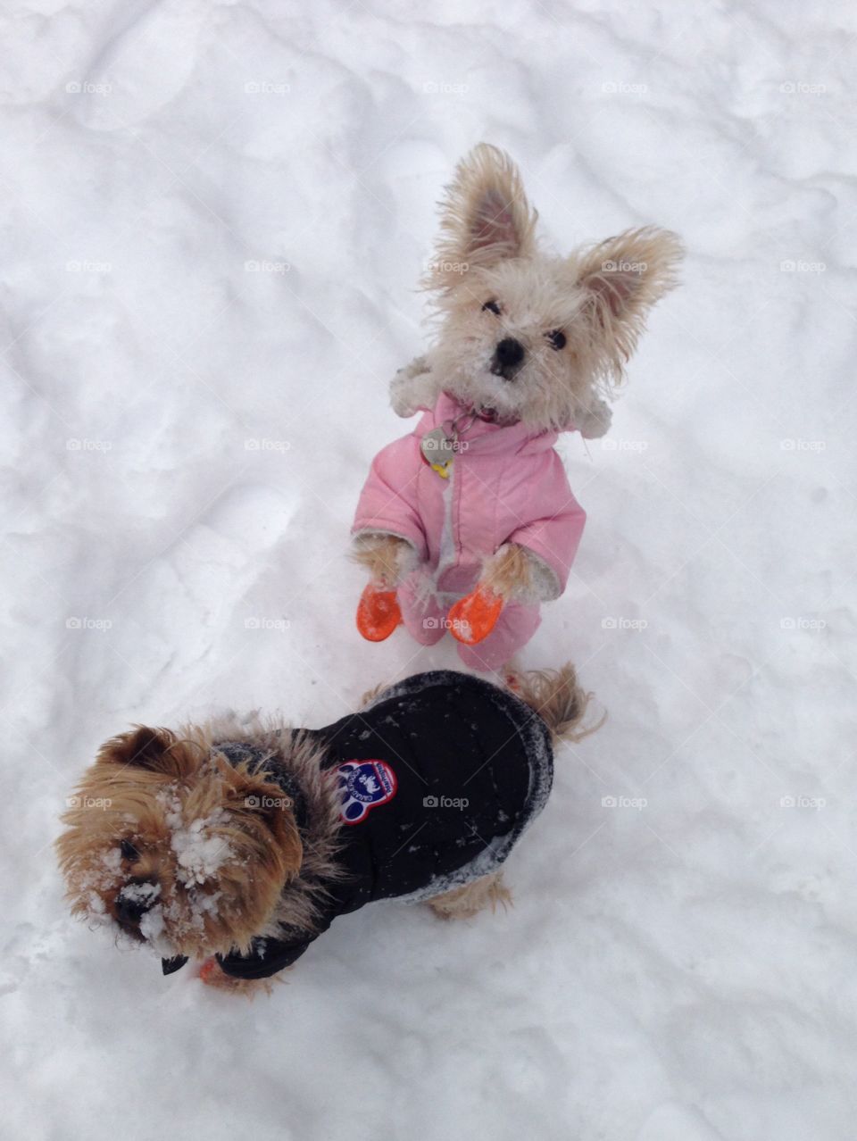 Two dogs in winter