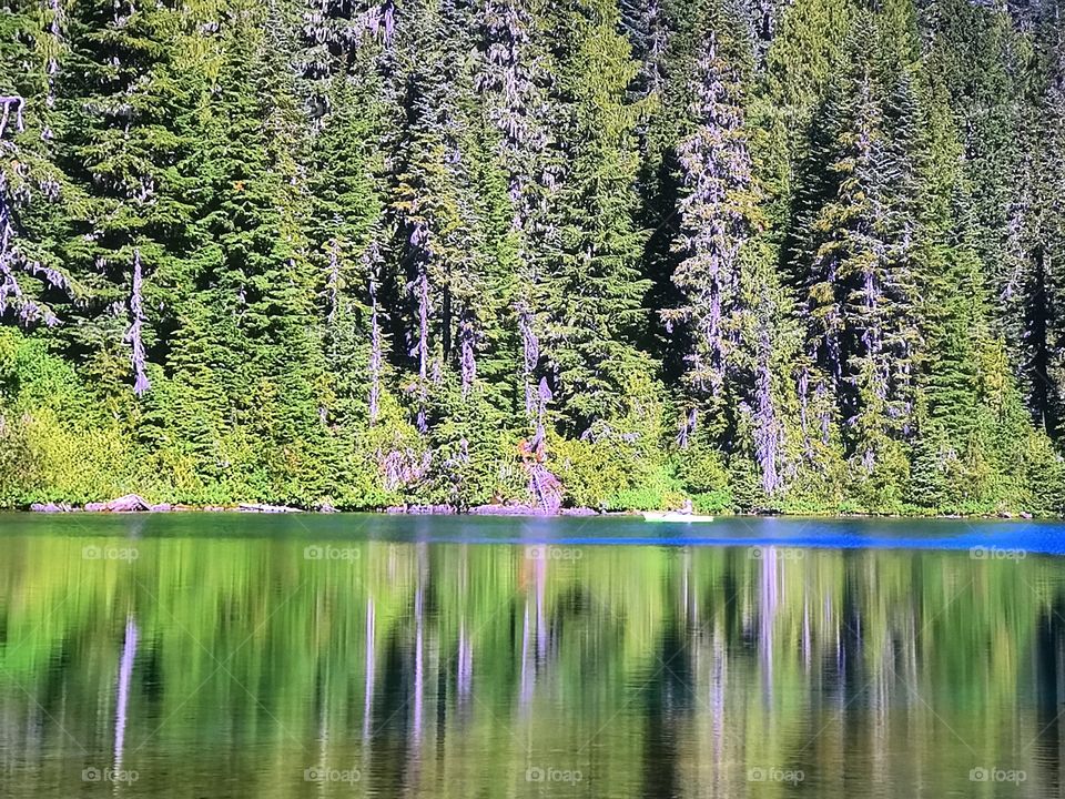 Nice Trees in the slides