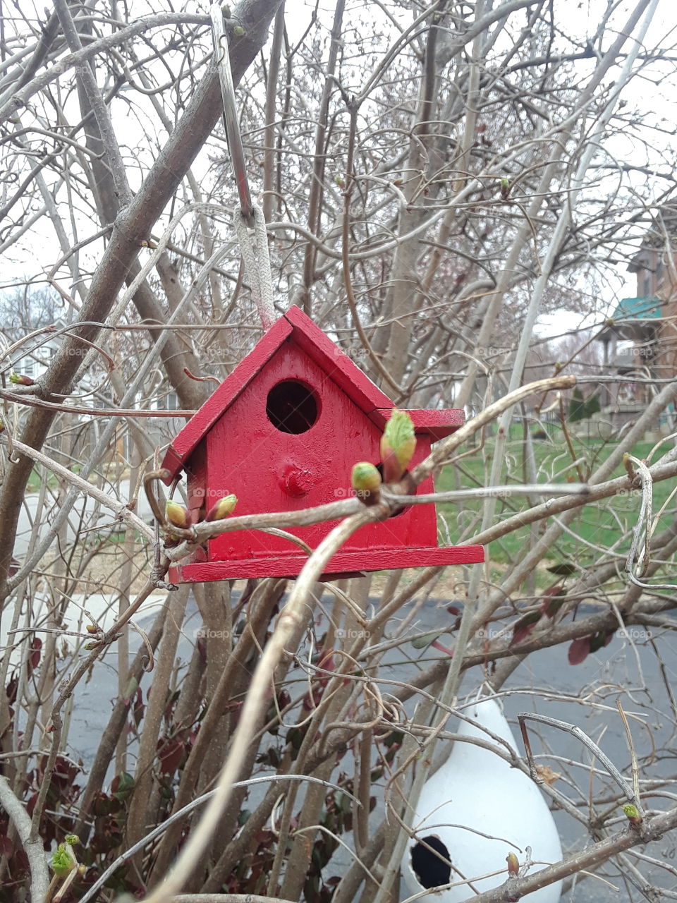 red bird house in a budding tree