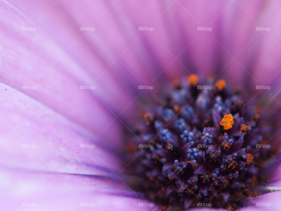 Bright orange spots of pollen on the purple pistles of a lavender colored flower