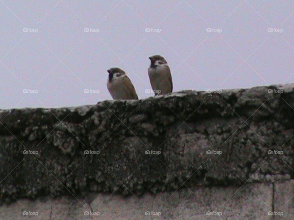 Two birds at the wall