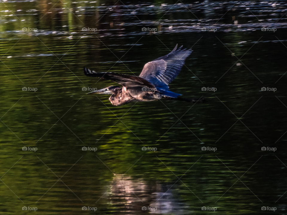 Bird flying over lake