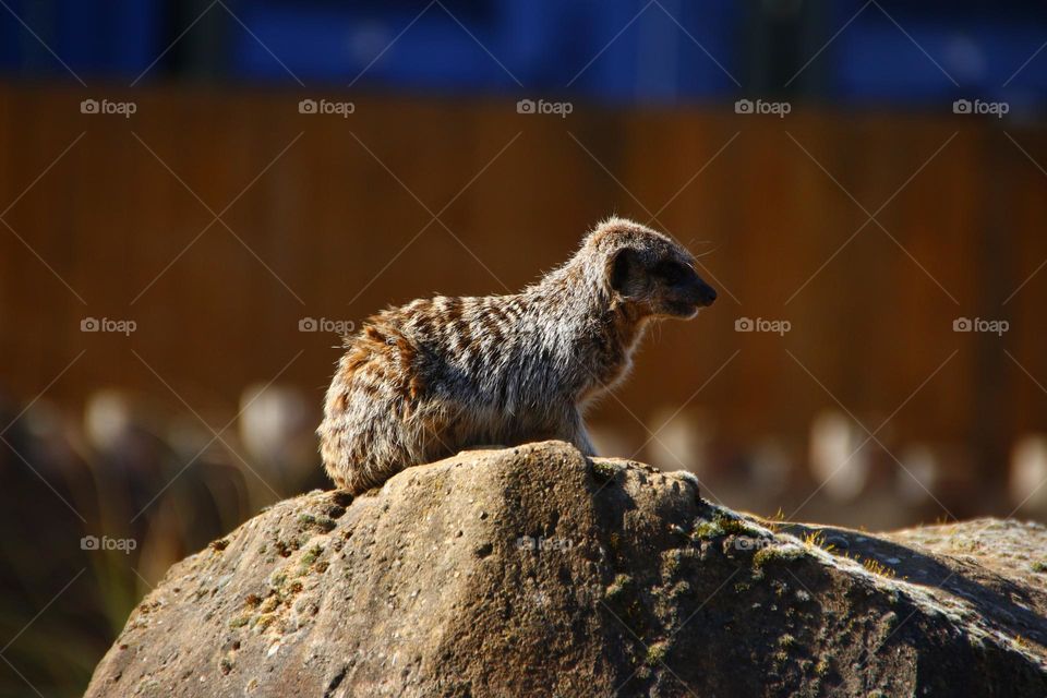 A Meerkat 
