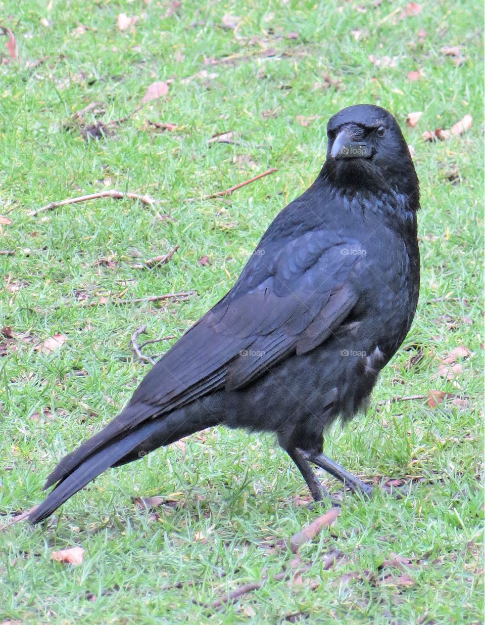 Crow