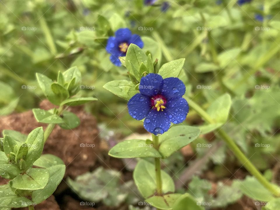 Blue flower 