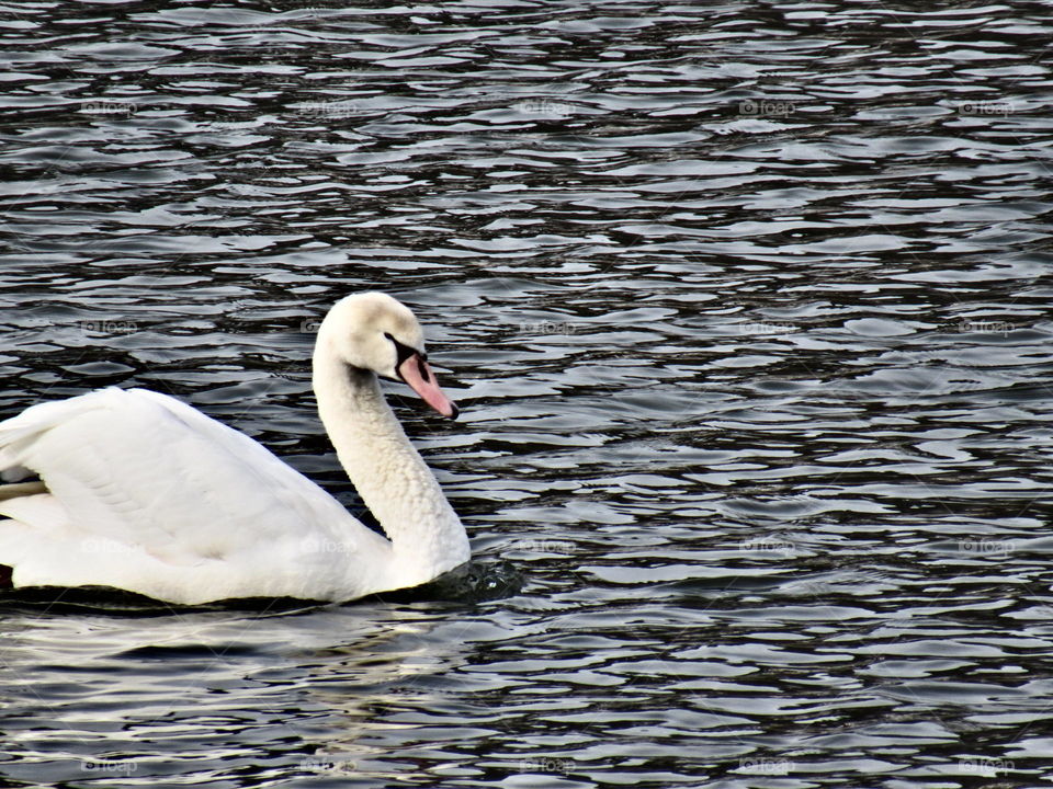 Swan 