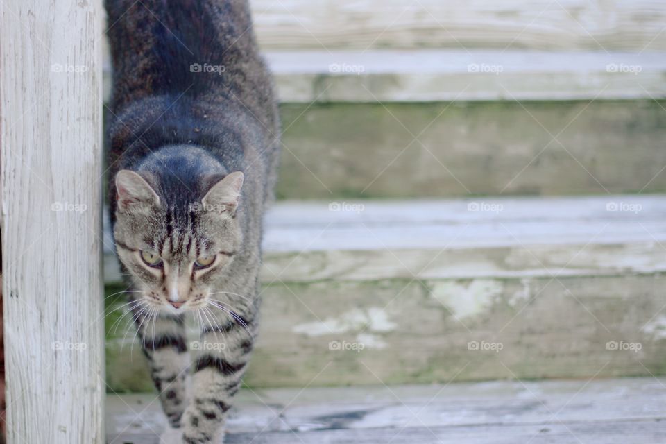 A grey tabby climbing down weathered wooden steps
