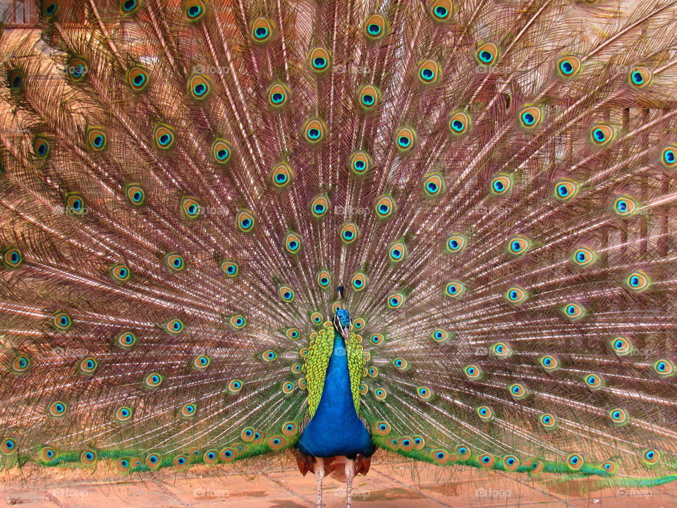 peacock