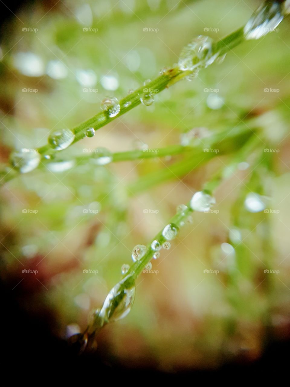 Rain, Drop, Dew, Droplet, Leaf
