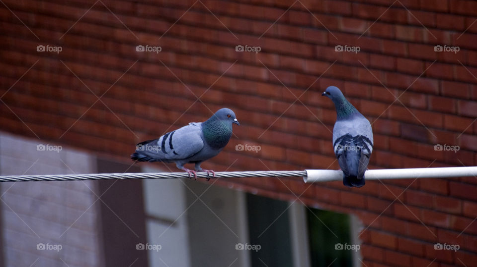 Two pigeons having a friendly chat above the hullabaloo of life.