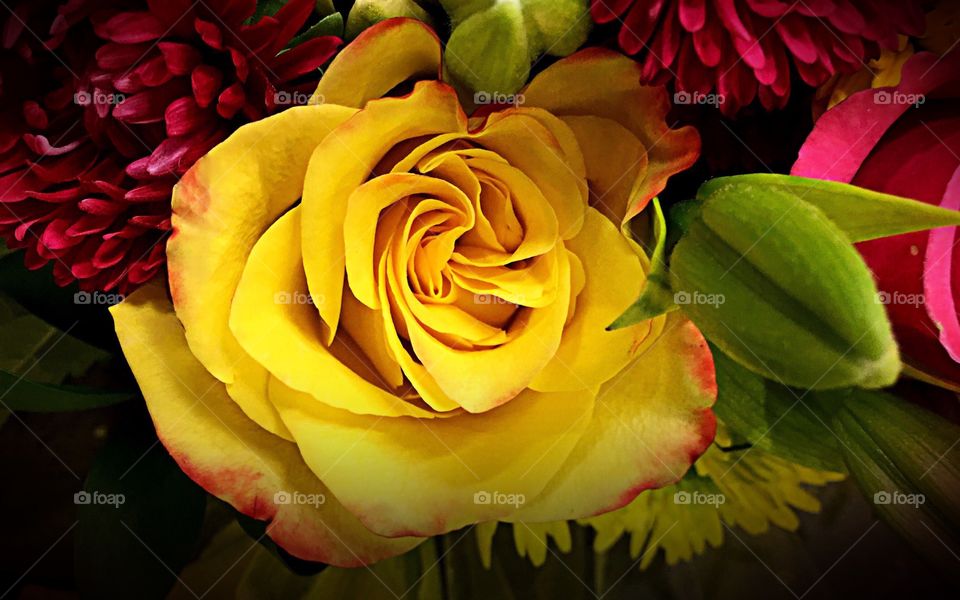 Yellow rose