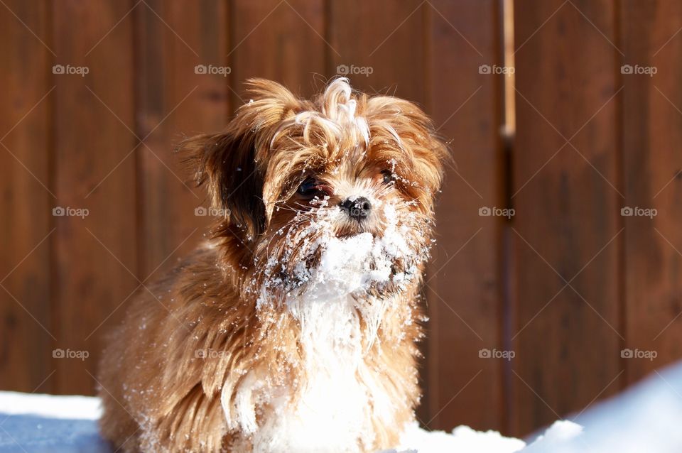 Snow faced dog