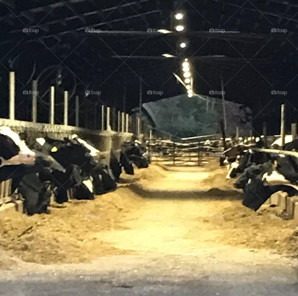 Cows