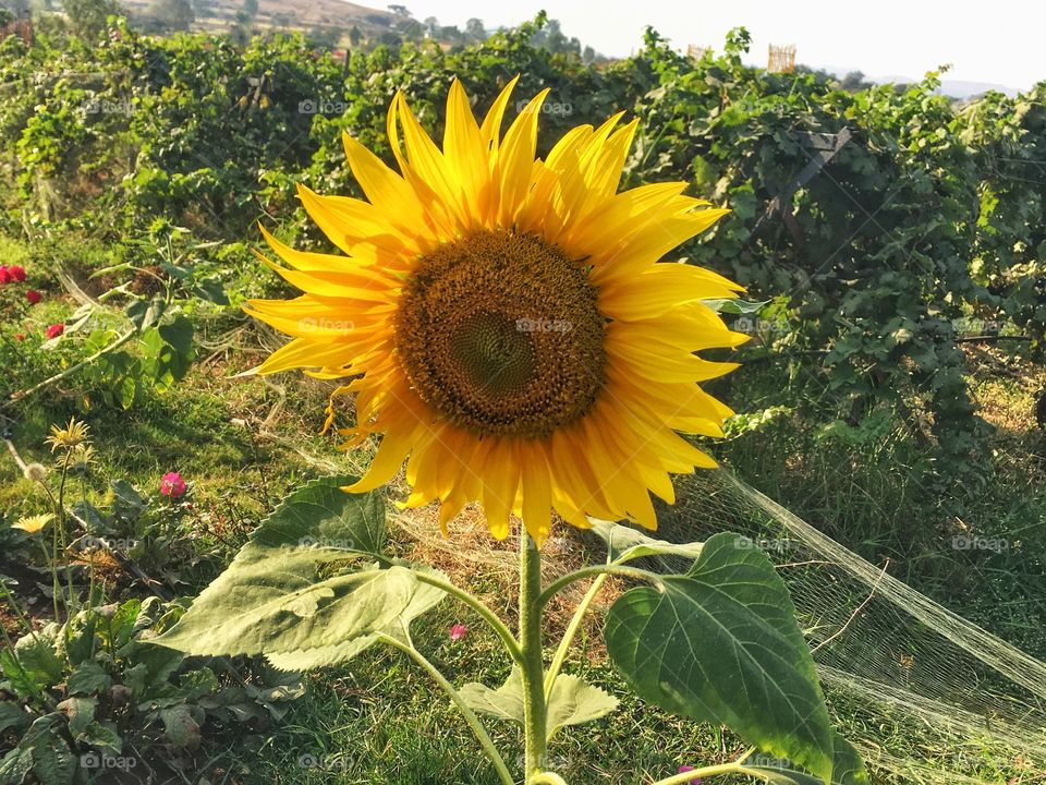 Sun Flower