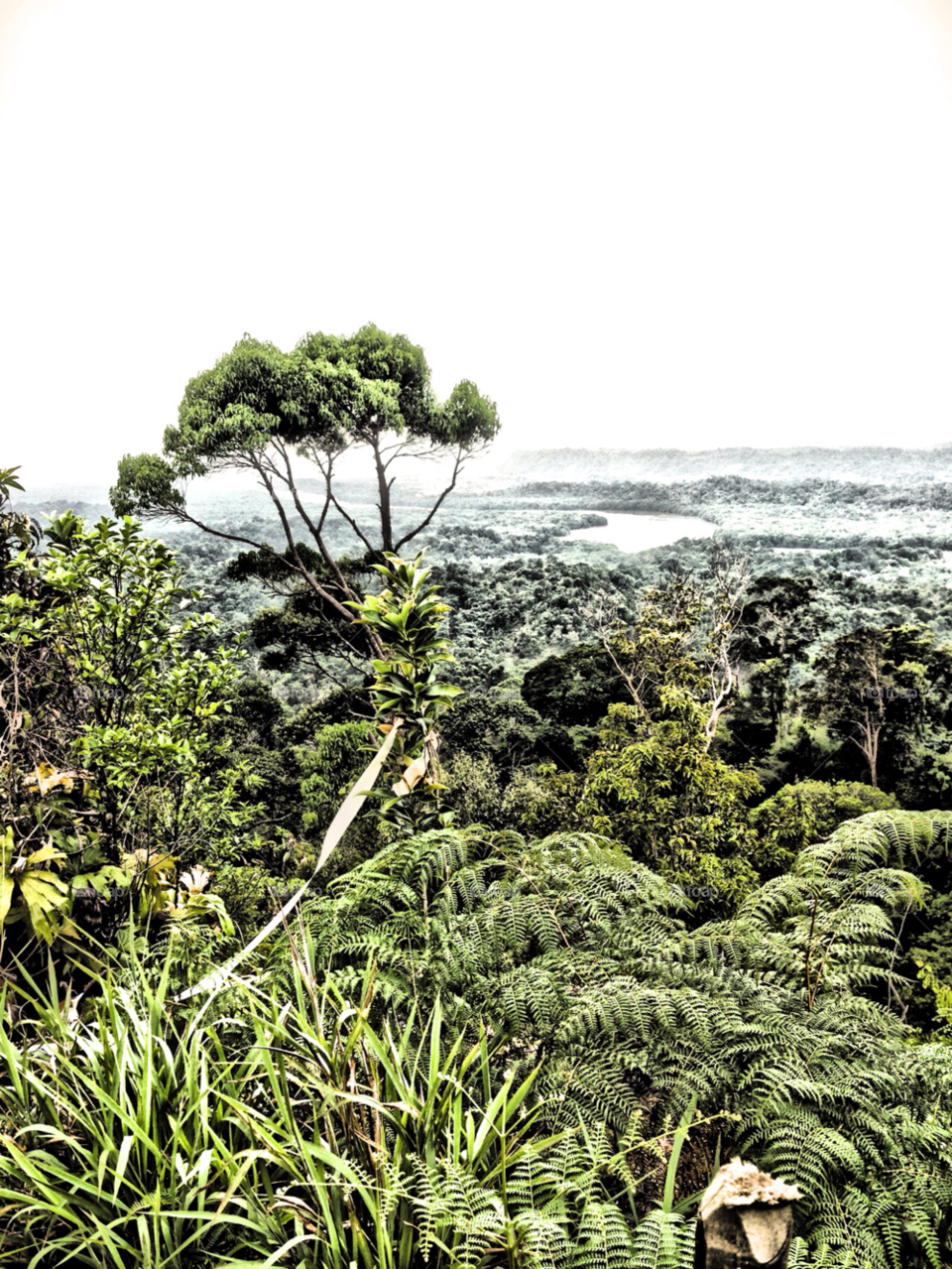 green forest jungle view by FizBakar