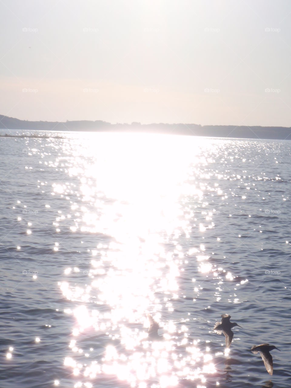 Shining flight. Shore birds flying over shining lake