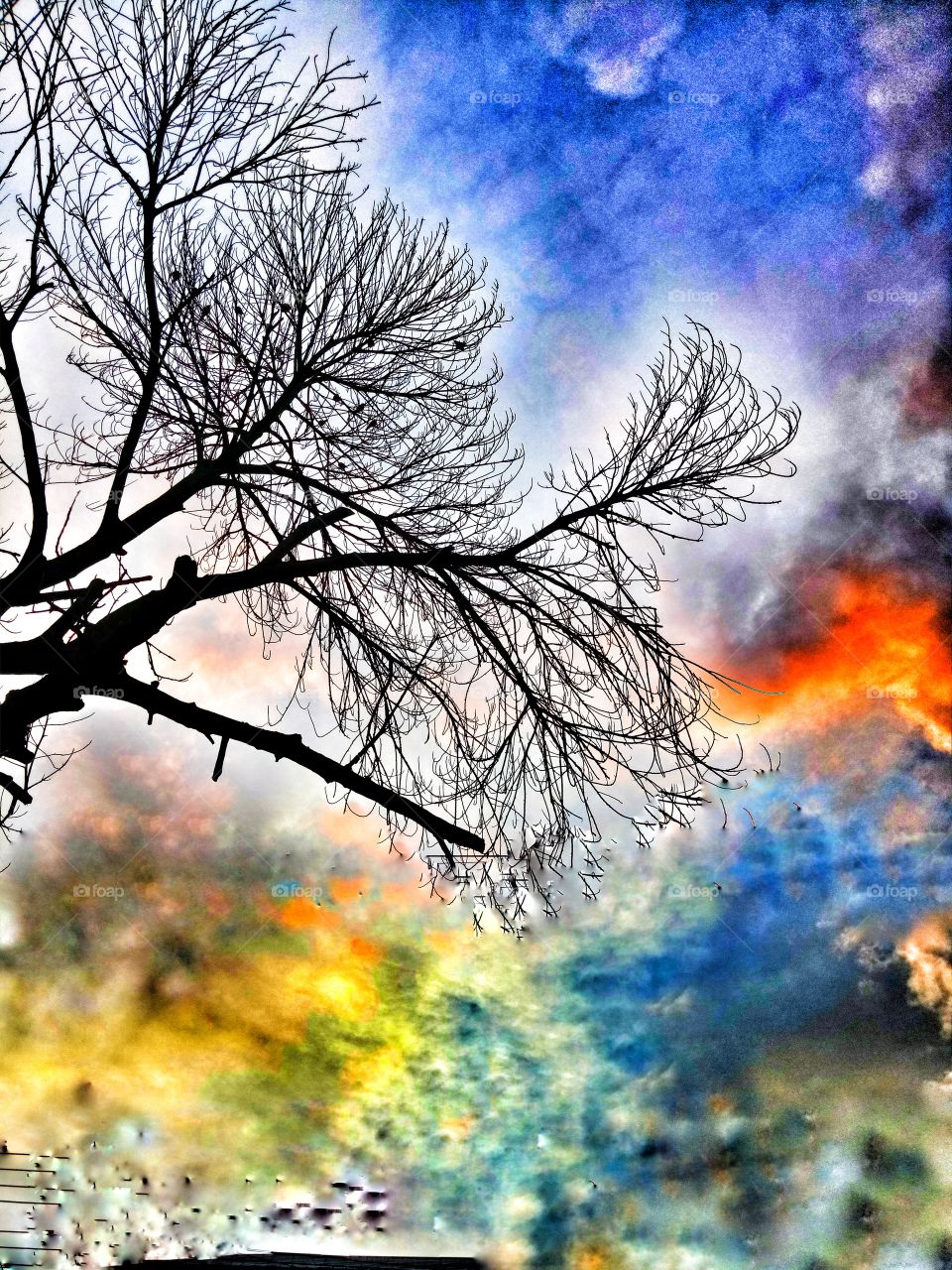 Silhouette of bare tree against colorful sky
