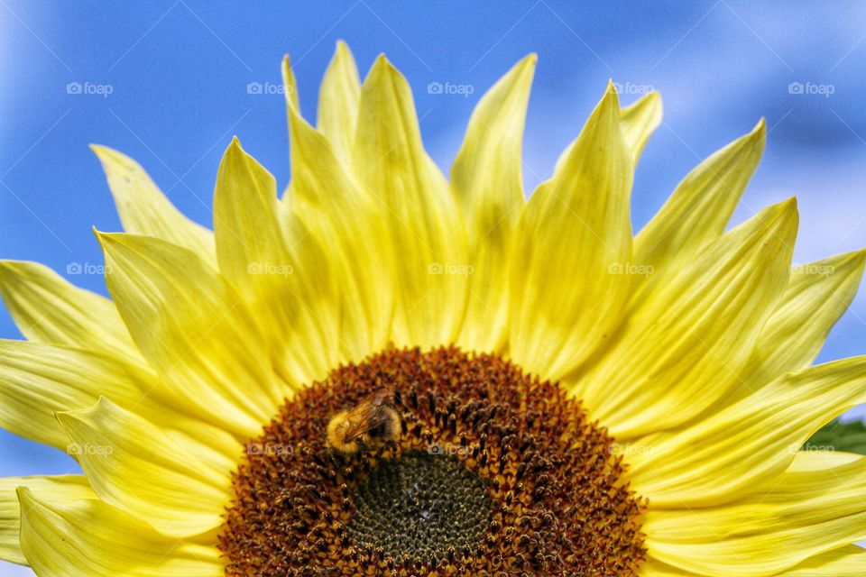A bumble bee crawling over a bright yellow sunflower with a blue sky behind.