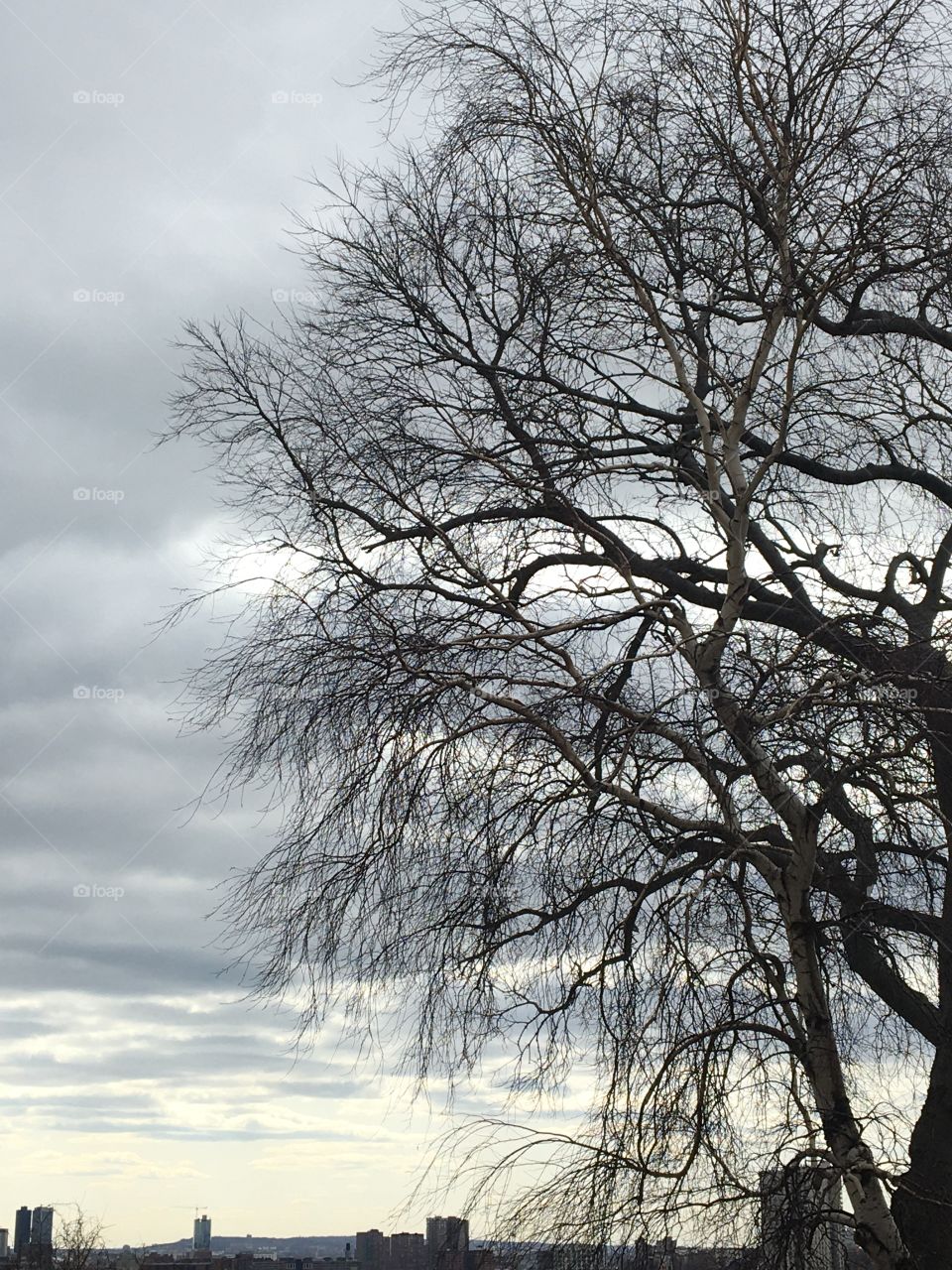 Tree against cloudy sky