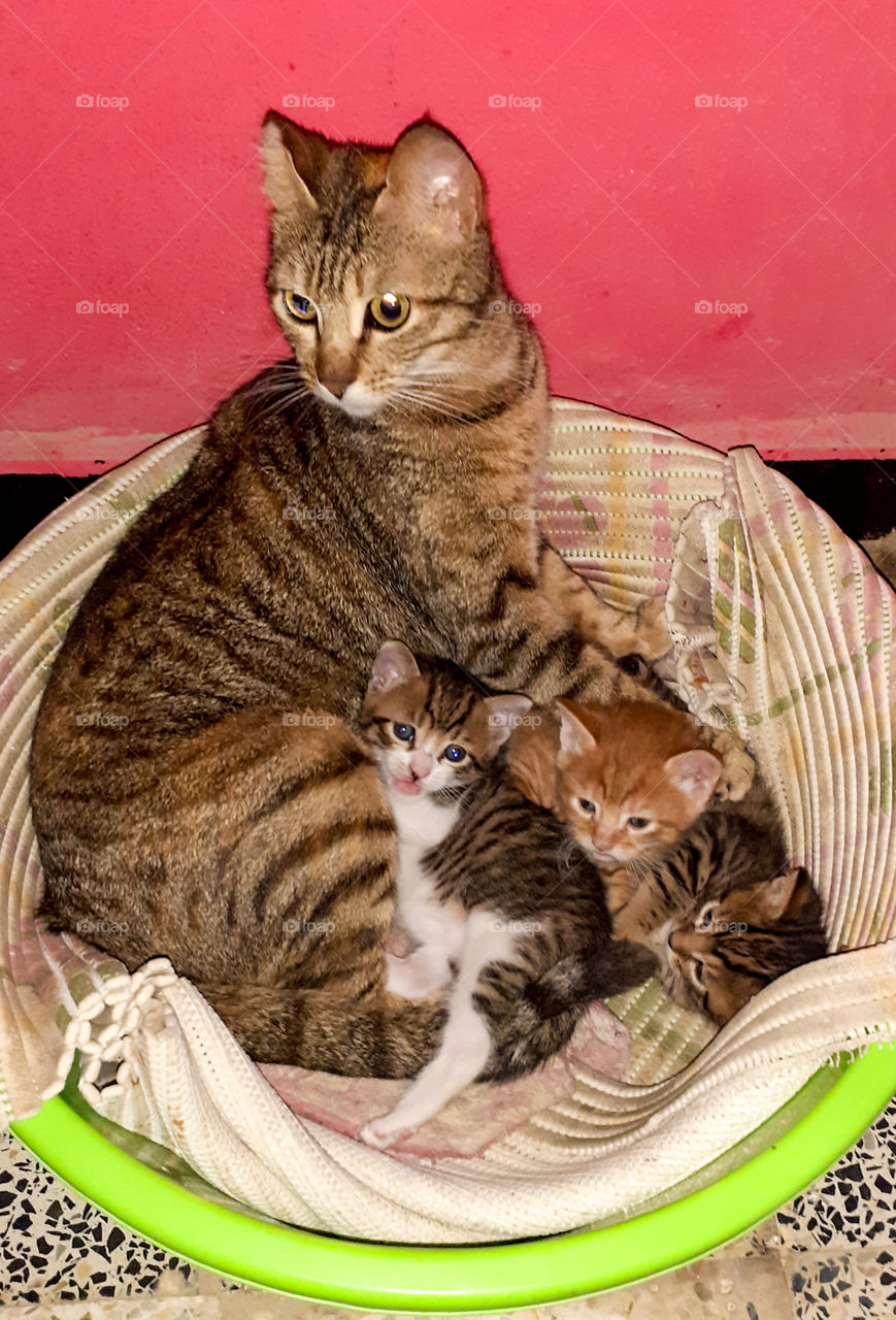 mom cat with a cute kittens