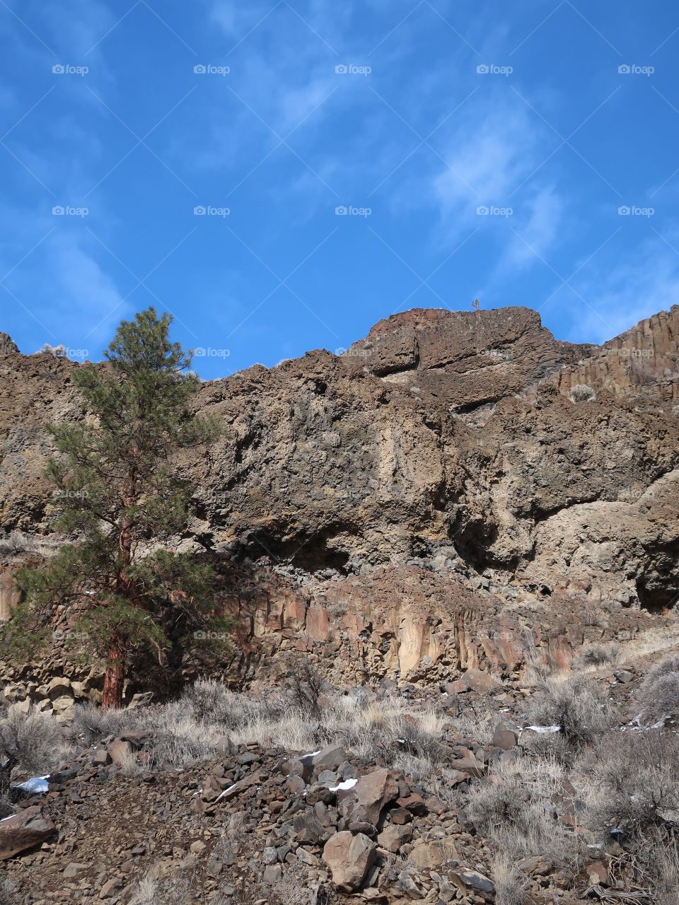 A lone, tall ponderosa pine tree stands out against rugged basalt cliffs with a rich blue sky on a sunny winter day in Central Oregon.