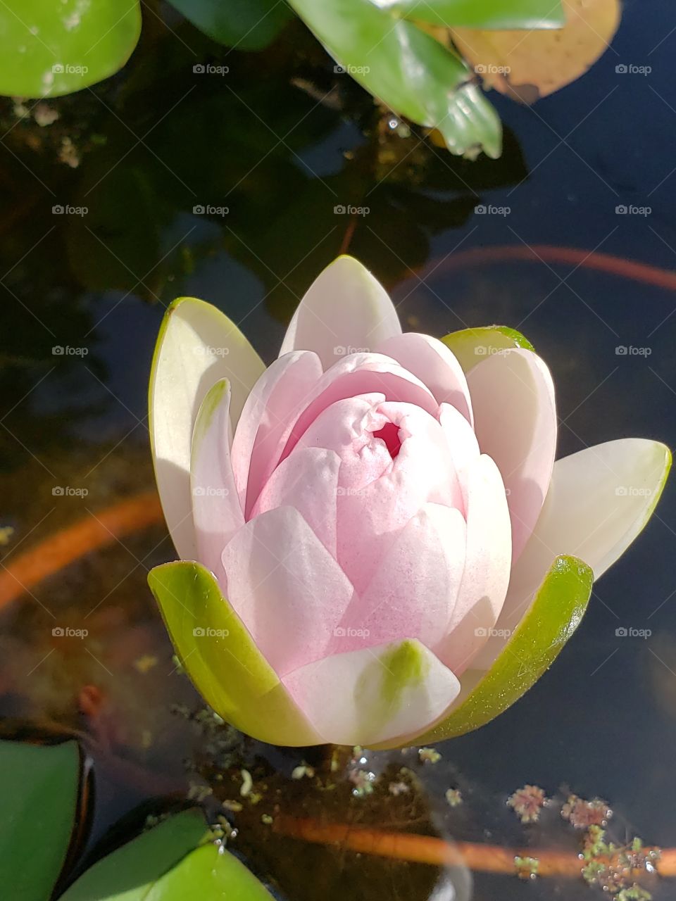 water lily