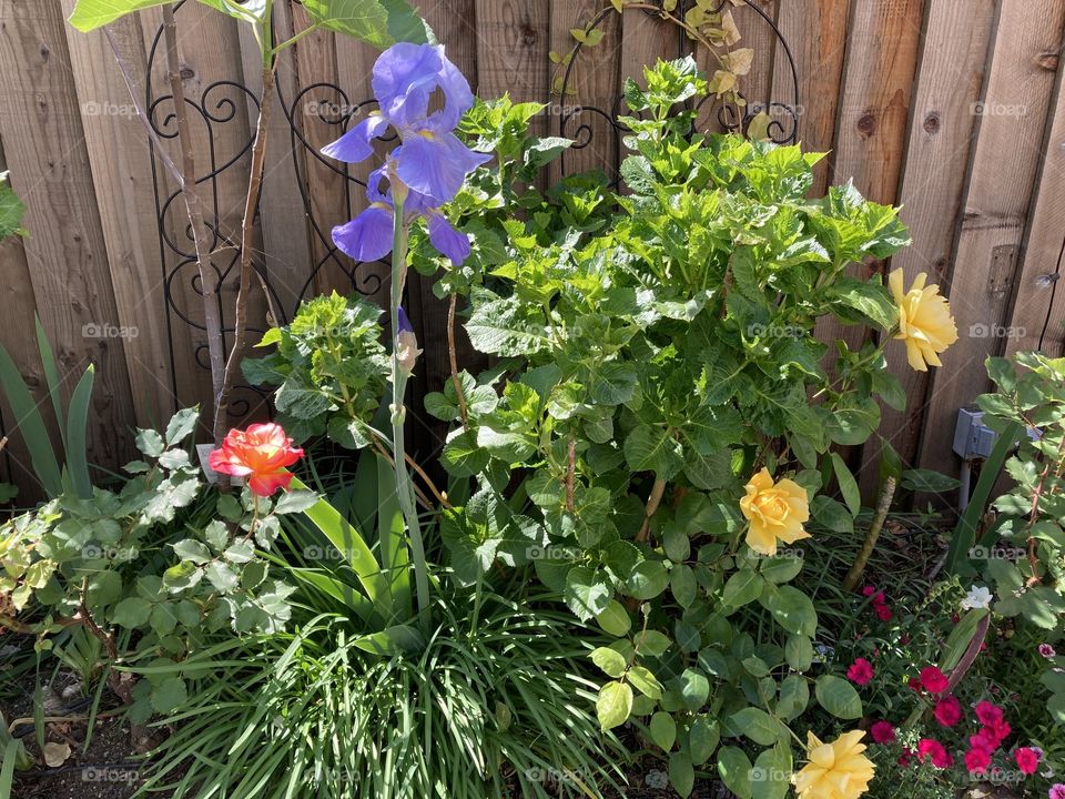 Iris and roses in spring 