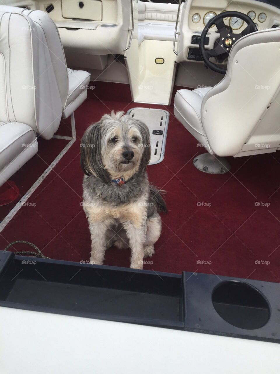 Dog in boat