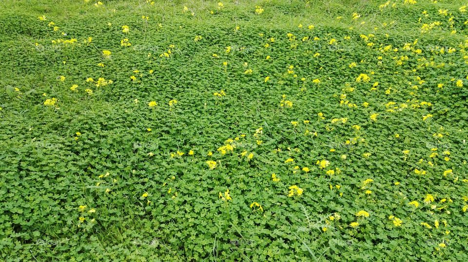 prato verde e fiori gialli texture