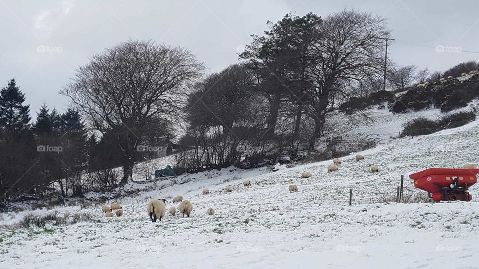 sheeps in the snow
