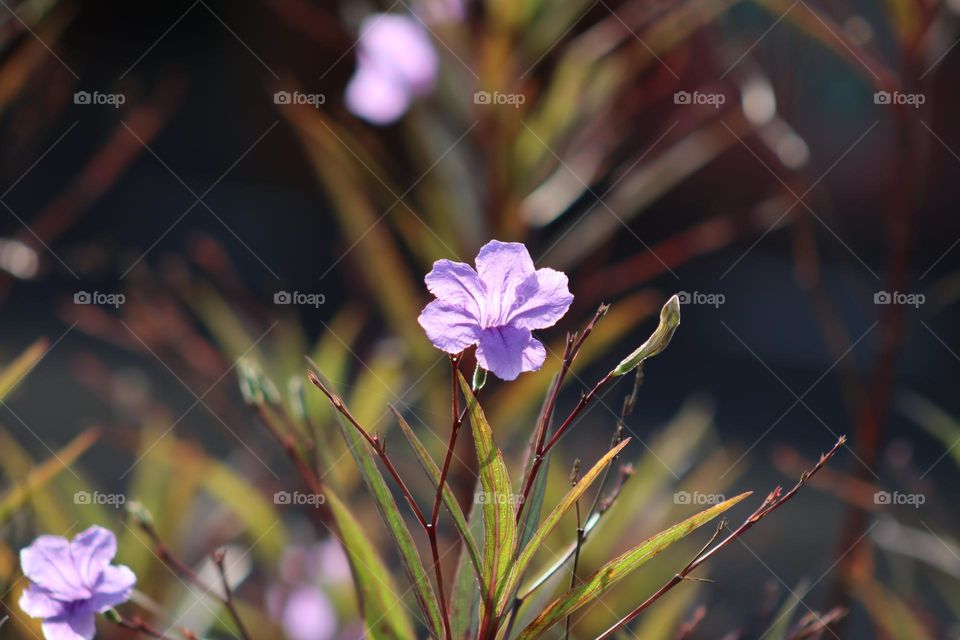 Beautiful blooming purple flower with sun shining on it 